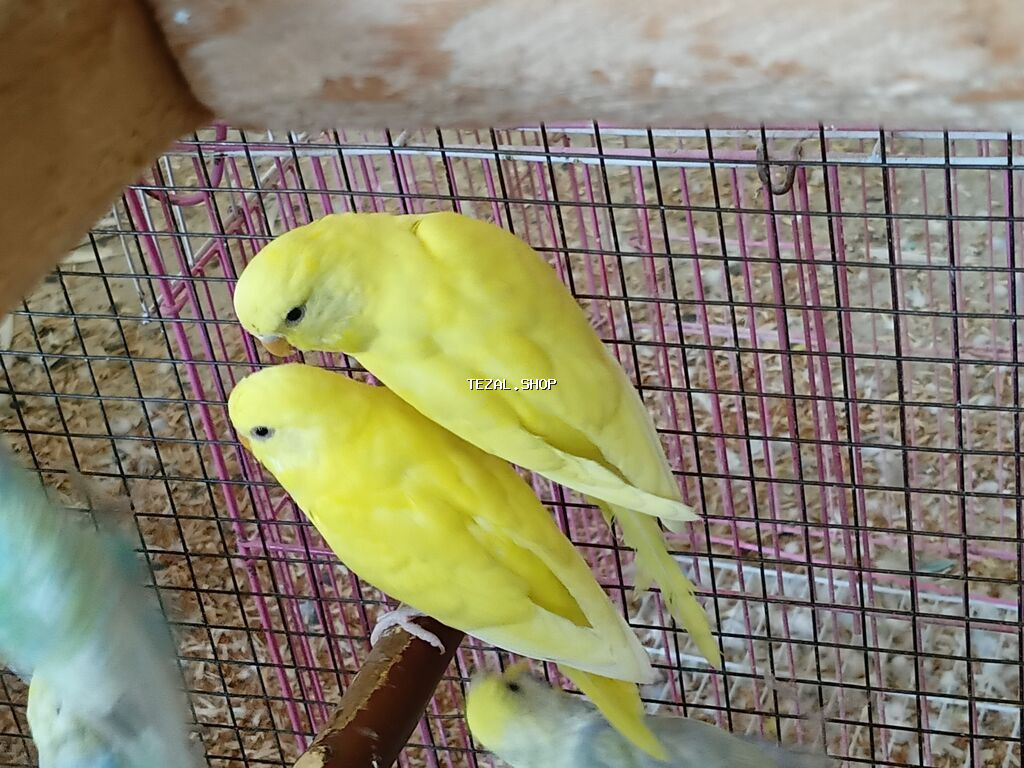 Bu gozeller satilir cutu 45 azn temiz cinsdiler saridan cixan