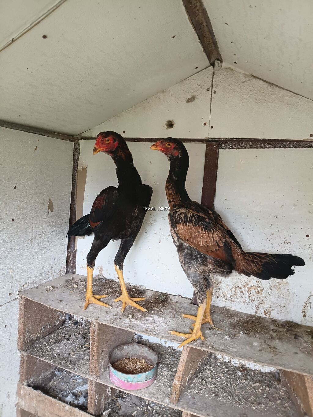 Fere ile bece satilir 4 ayliqdilar ikisi bir yerde 150 azn temiz cins