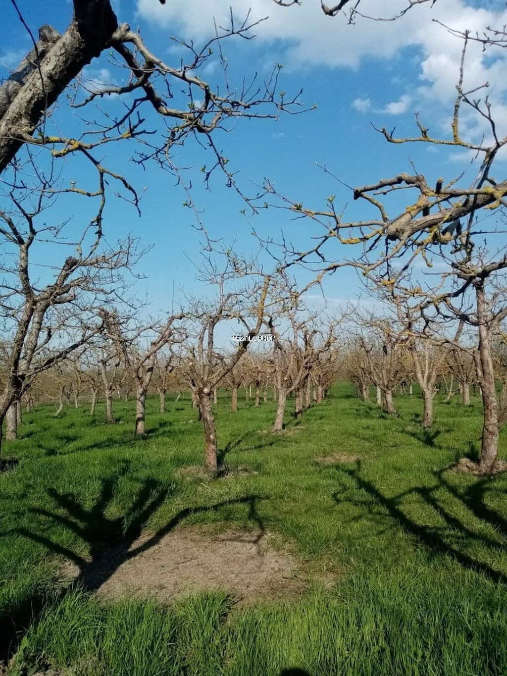 160 sot, Kənd təsərrüfatı, Mülkiyyətçi, Kupça (Çıxarış) - şəkil 3