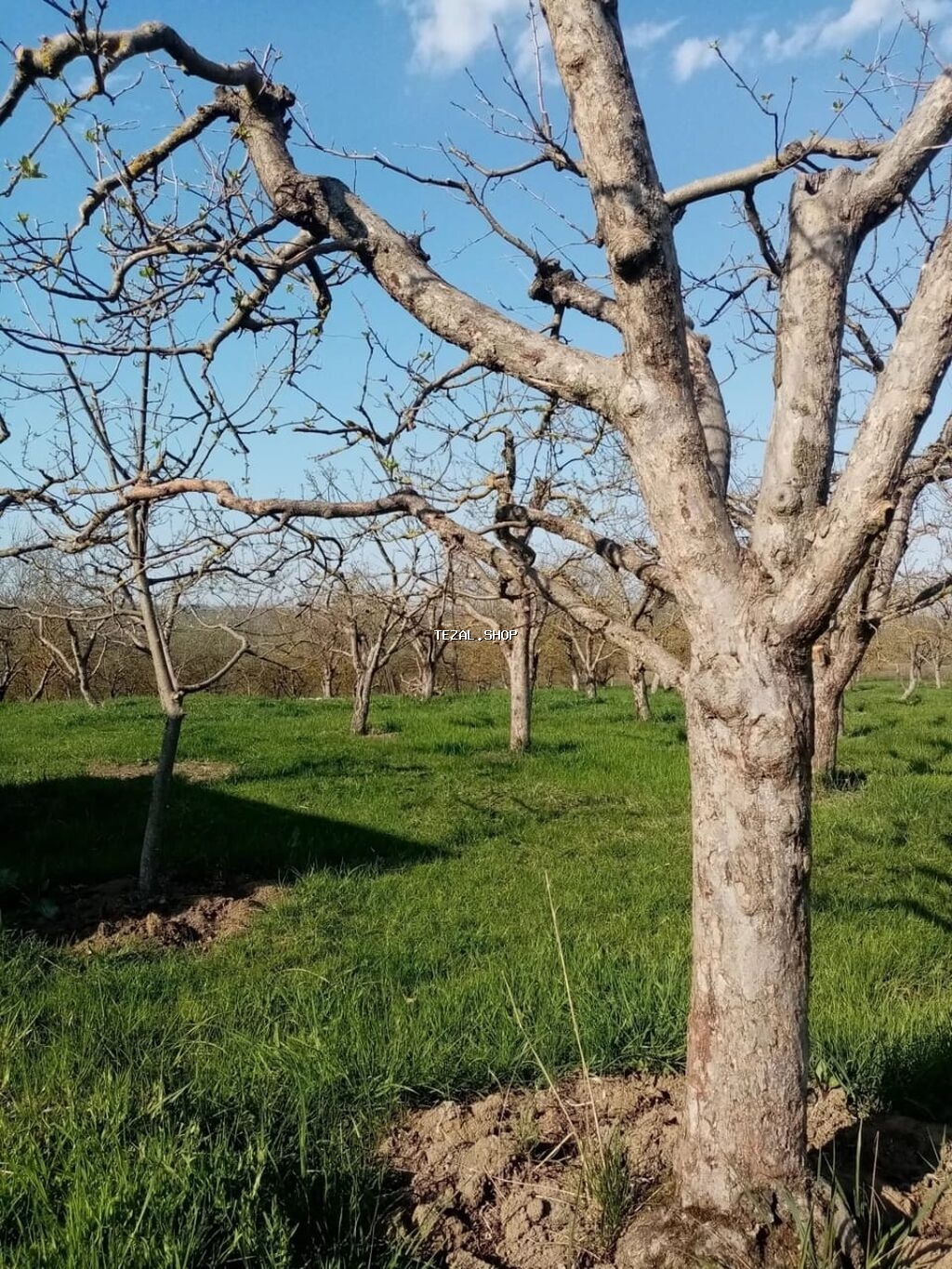 160 sot, Kənd təsərrüfatı, Mülkiyyətçi, Kupça (Çıxarış) - şəkil 5