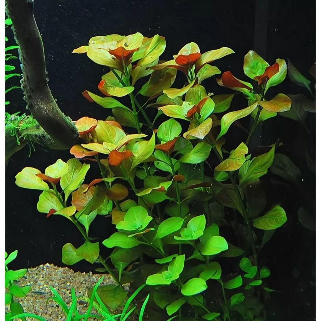 Təbii akvarium bitkiləri, balıqlar, krevetkalar