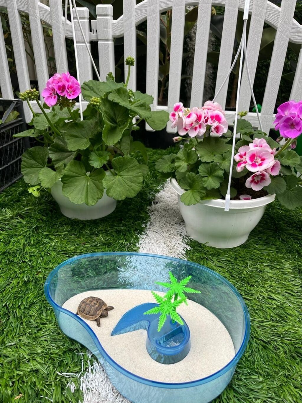 Tısbağa 35₼ Qablar 10₼ dan başlayır