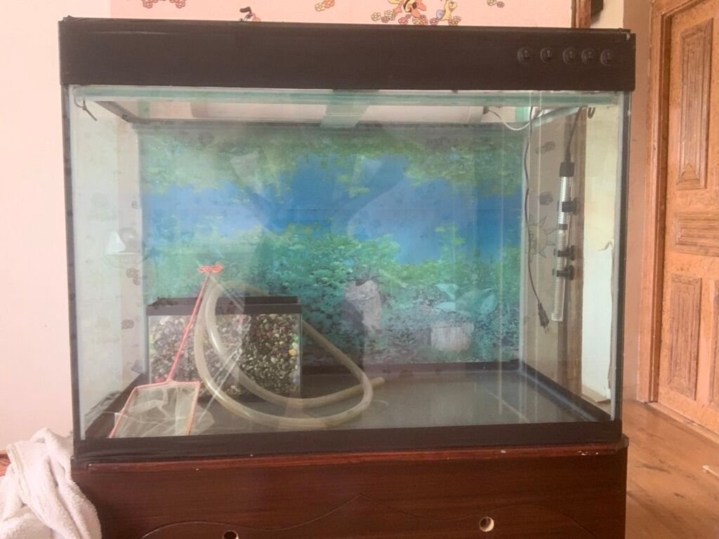 Bu akvaryum, 8 lik şüşə konstruksiyası və qəhvəyi rəngli alt hissəsi