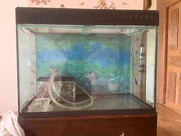 Bu akvaryum, 8 lik şüşə konstruksiyası və qəhvəyi rəngli alt hissəsi - şəkil 3