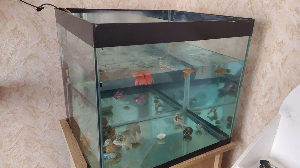 Akvarium 80 litr su tutumu var. Hündürlüyü 44 sm Eni 50 sm İçində su