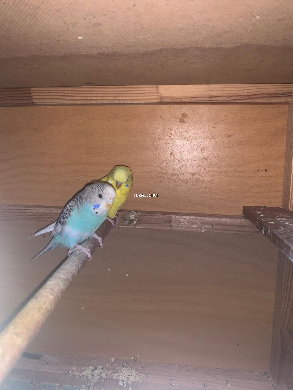 1 cüt erkek dişi danışmağa ələ öyrəşməyə hazır 1 2 ay sonra bala