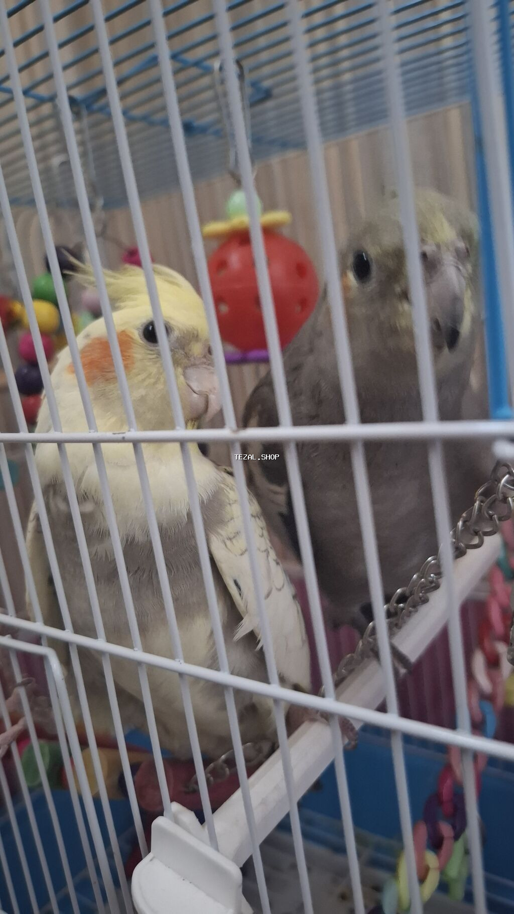 Karela (cockatiel) quşları satılır. 1 cüt (erkək və dişi, 1 yaş) + 2