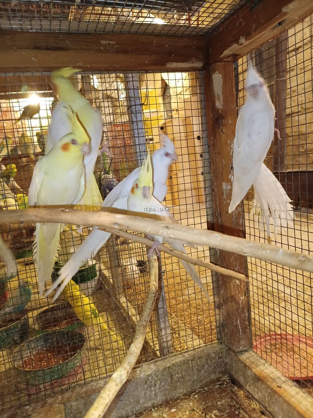 Sekilde gorduynuz quslari kim alsa udur cunki tam saglam vitaminle