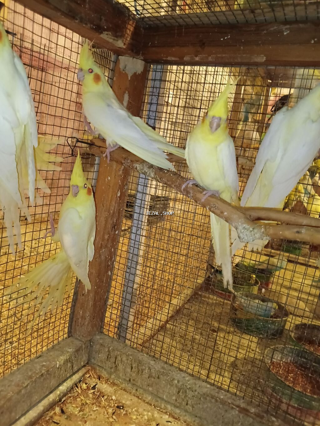 Sekilde gorduynuz quslari kim alsa udur cunki tam saglam vitaminle - şəkil 2