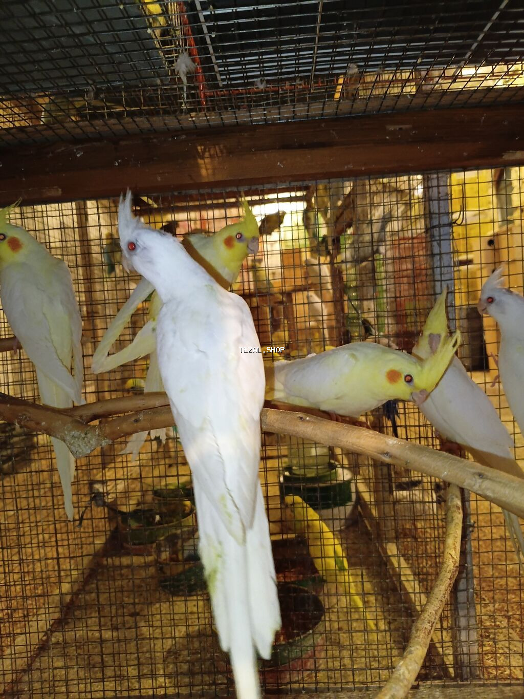 Sekilde gorduynuz quslari kim alsa udur cunki tam saglam vitaminle - şəkil 3