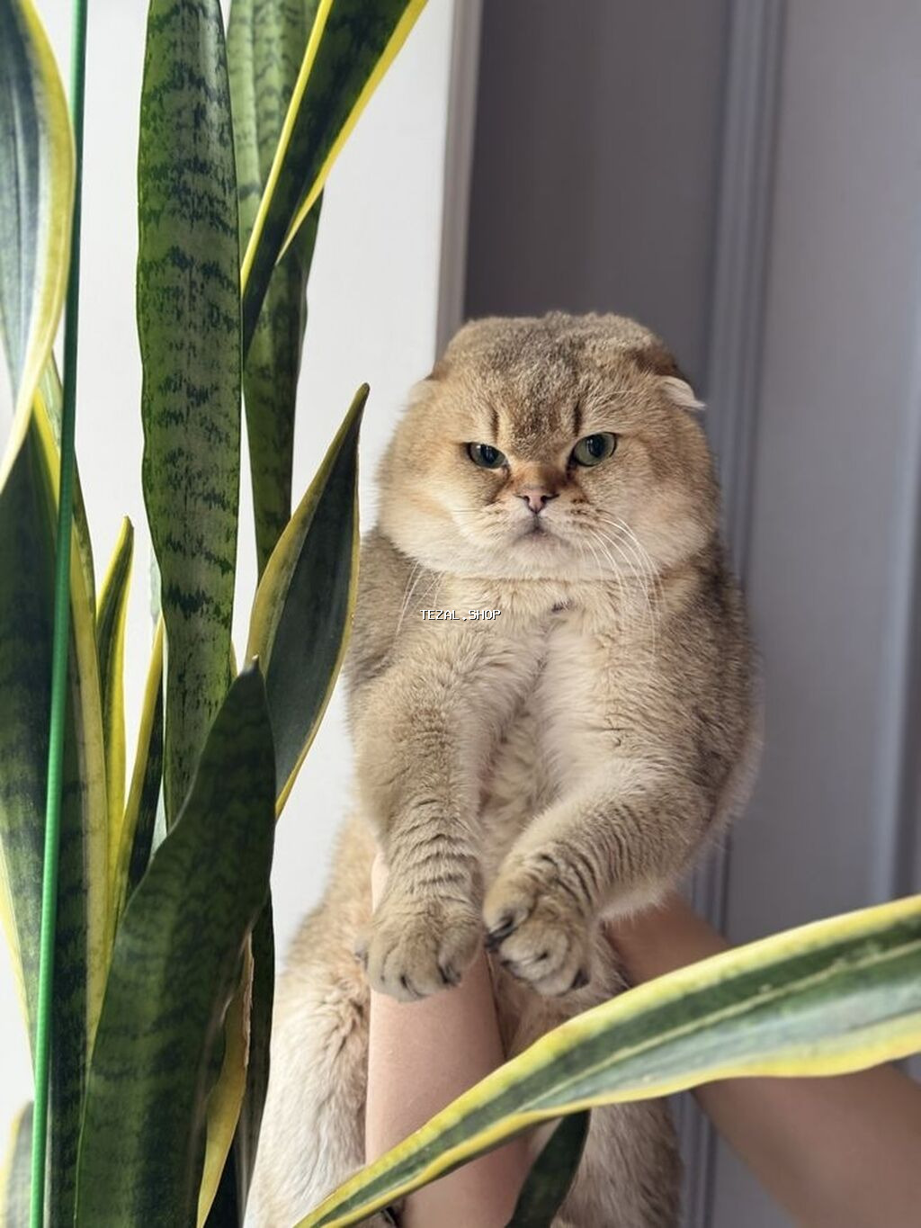 Qızıl şinşilla, Erkək, Yaxşı əllərə, Ödənişli çatdırılma