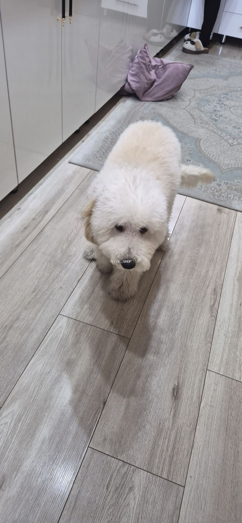 7 ay, Erkek - şəkil 2