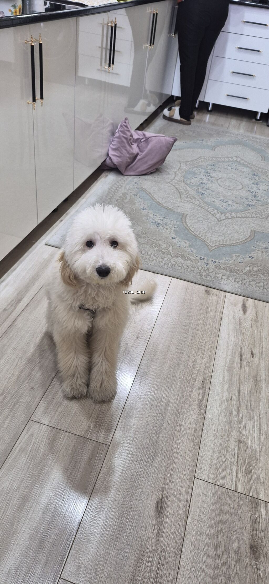 7 ay, Erkek - şəkil 3