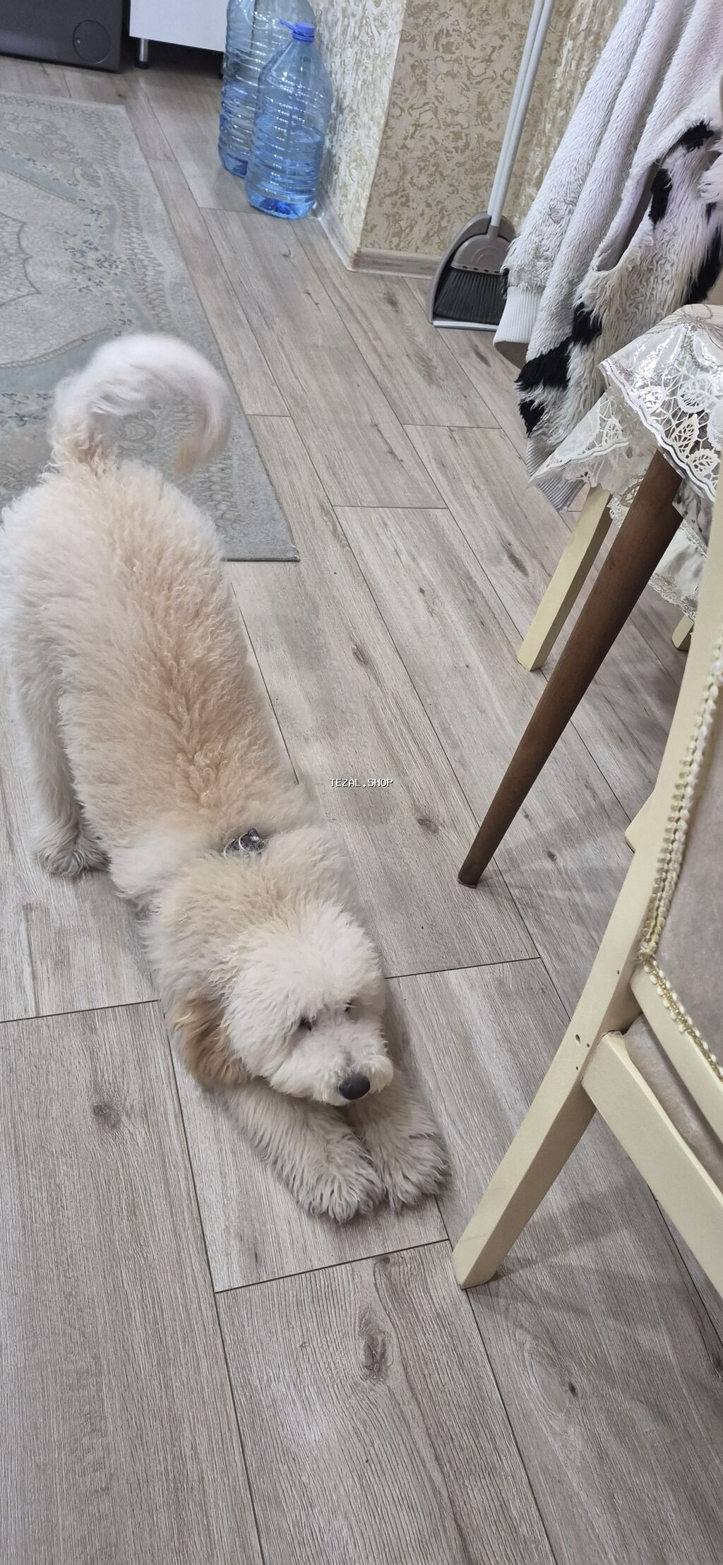 7 ay, Erkek - şəkil 4