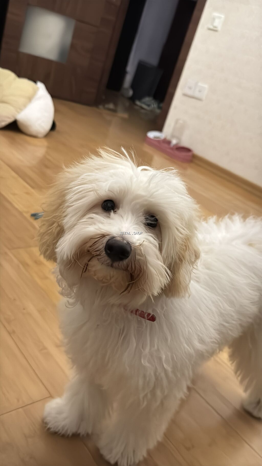 Maltipoo cinsi dişi it 11 aylığ . Bütün əşyaları ilə biryerdə verilir