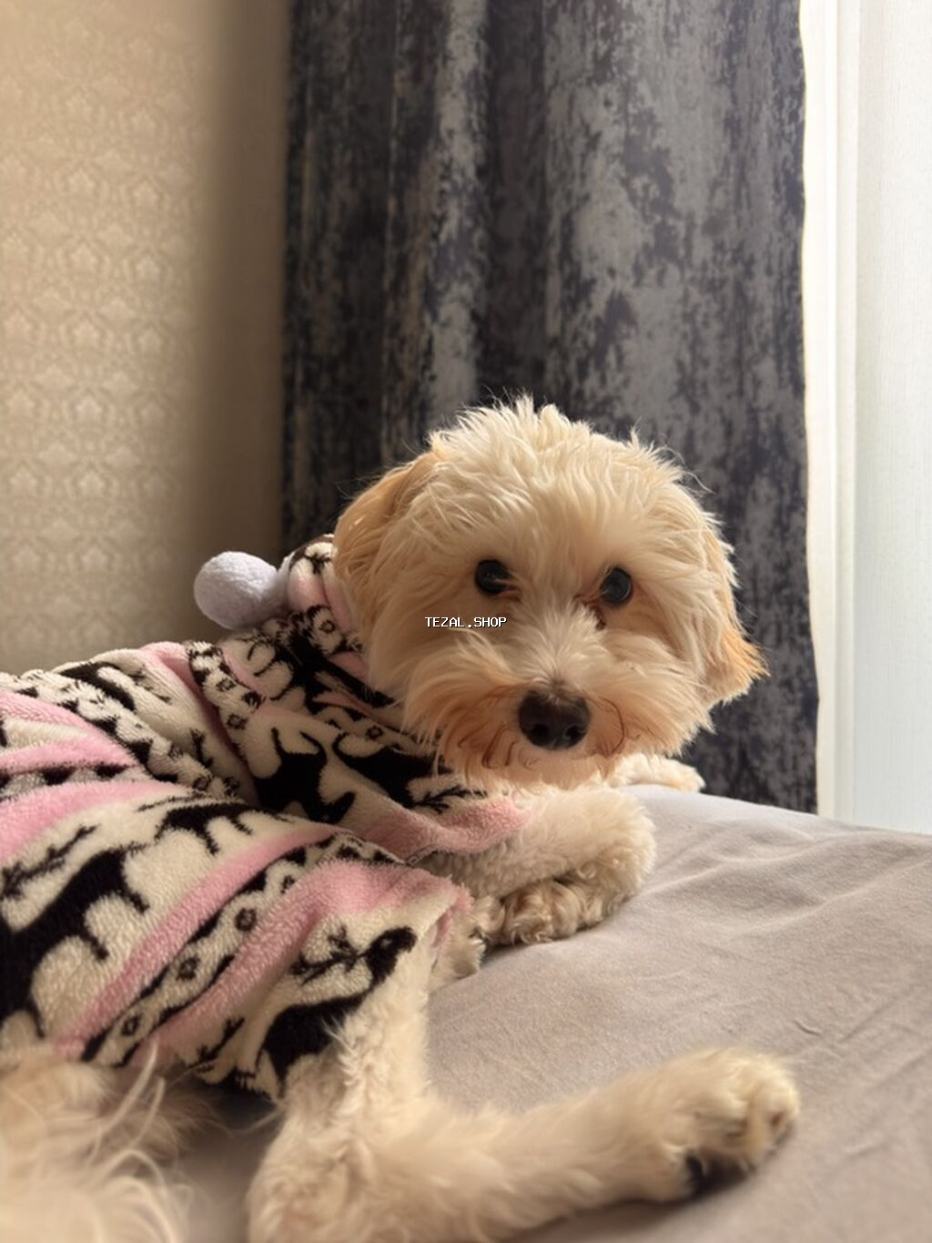 Maltipoo cinsi dişi it 11 aylığ . Bütün əşyaları ilə biryerdə verilir - şəkil 2