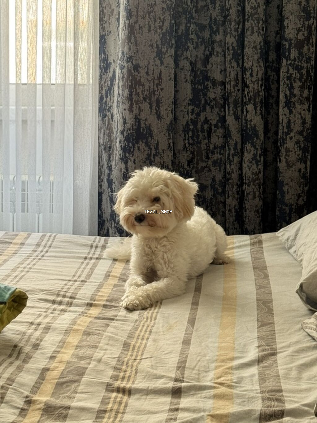 Maltipoo cinsi dişi it 11 aylığ . Bütün əşyaları ilə biryerdə verilir - şəkil 3