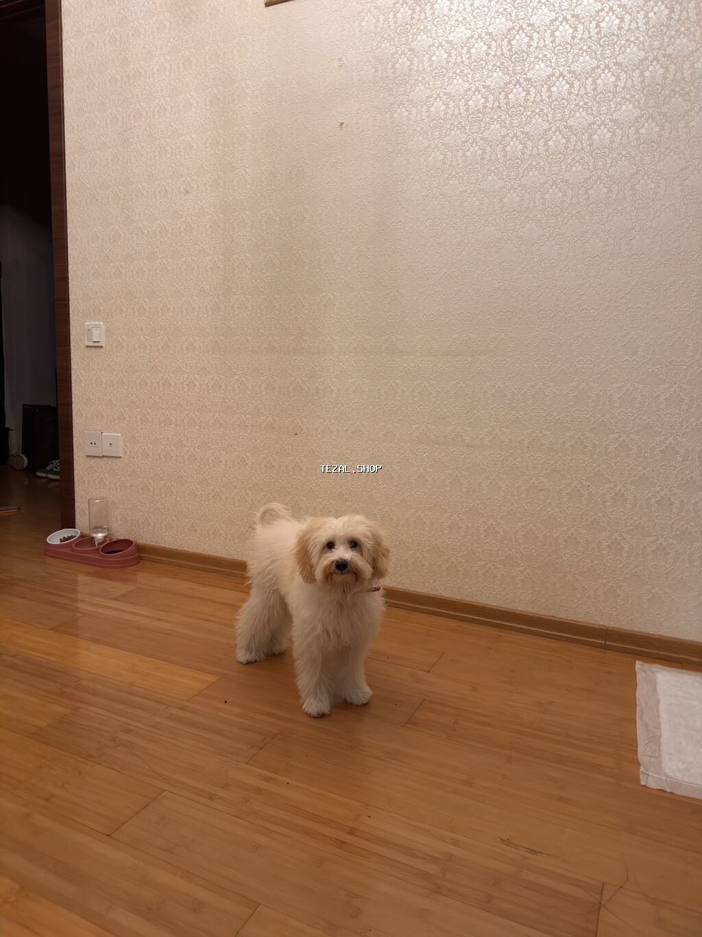 Maltipoo cinsi dişi it 11 aylığ . Bütün əşyaları ilə biryerdə verilir - şəkil 4