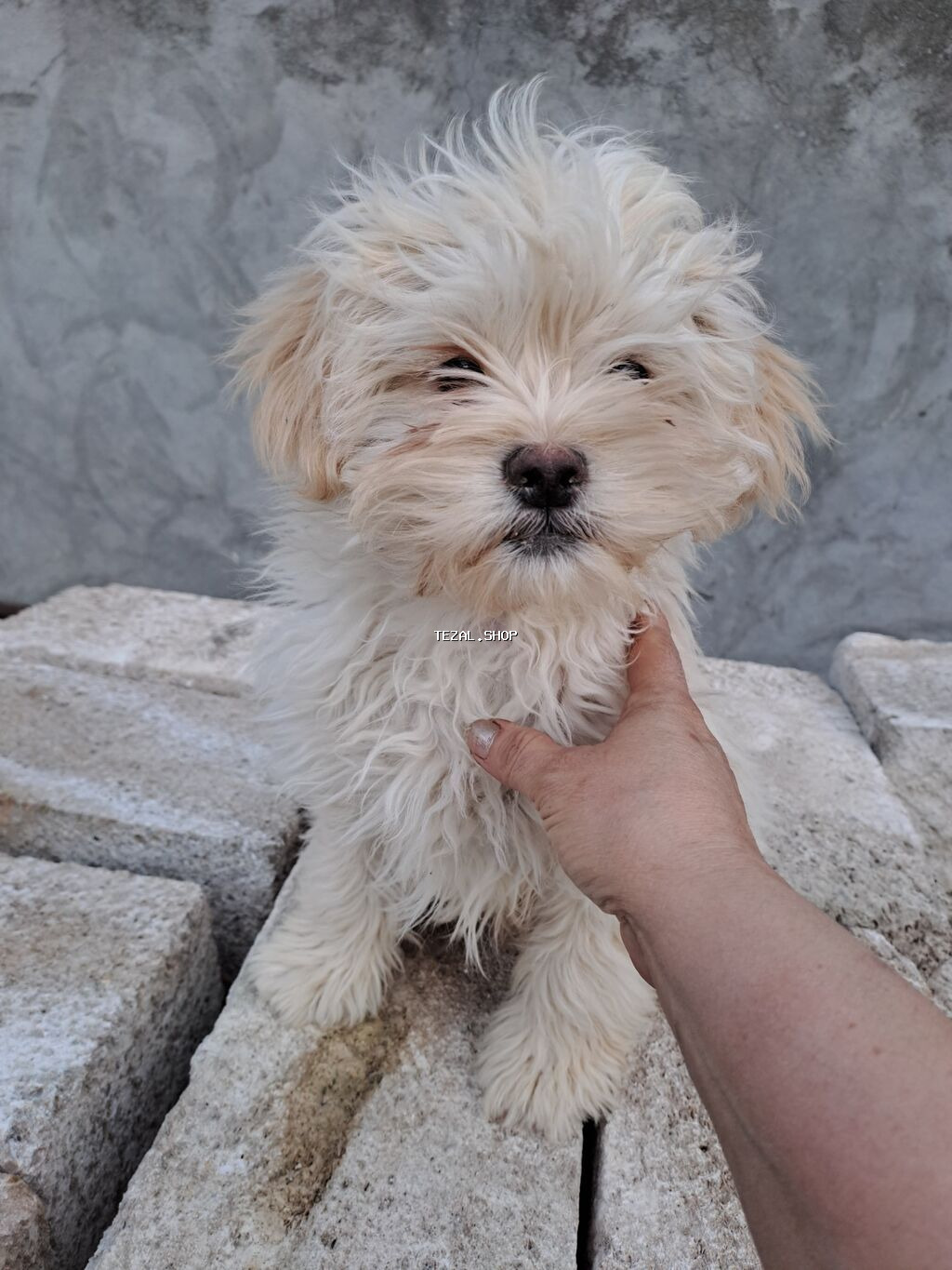 Bolonka, 3 ay, Erkek, Peyvəndli, Ünvandan götürmə, Rayonlara çatdırılma