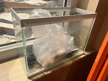 Şüşə akvarium tankı akvatik heyvanlar və ya bitkilər üçün şəffaf - şəkil 3