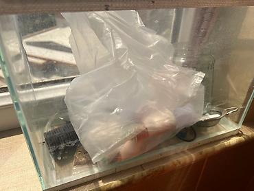 Şüşə akvarium tankı akvatik heyvanlar və ya bitkilər üçün şəffaf - şəkil 2