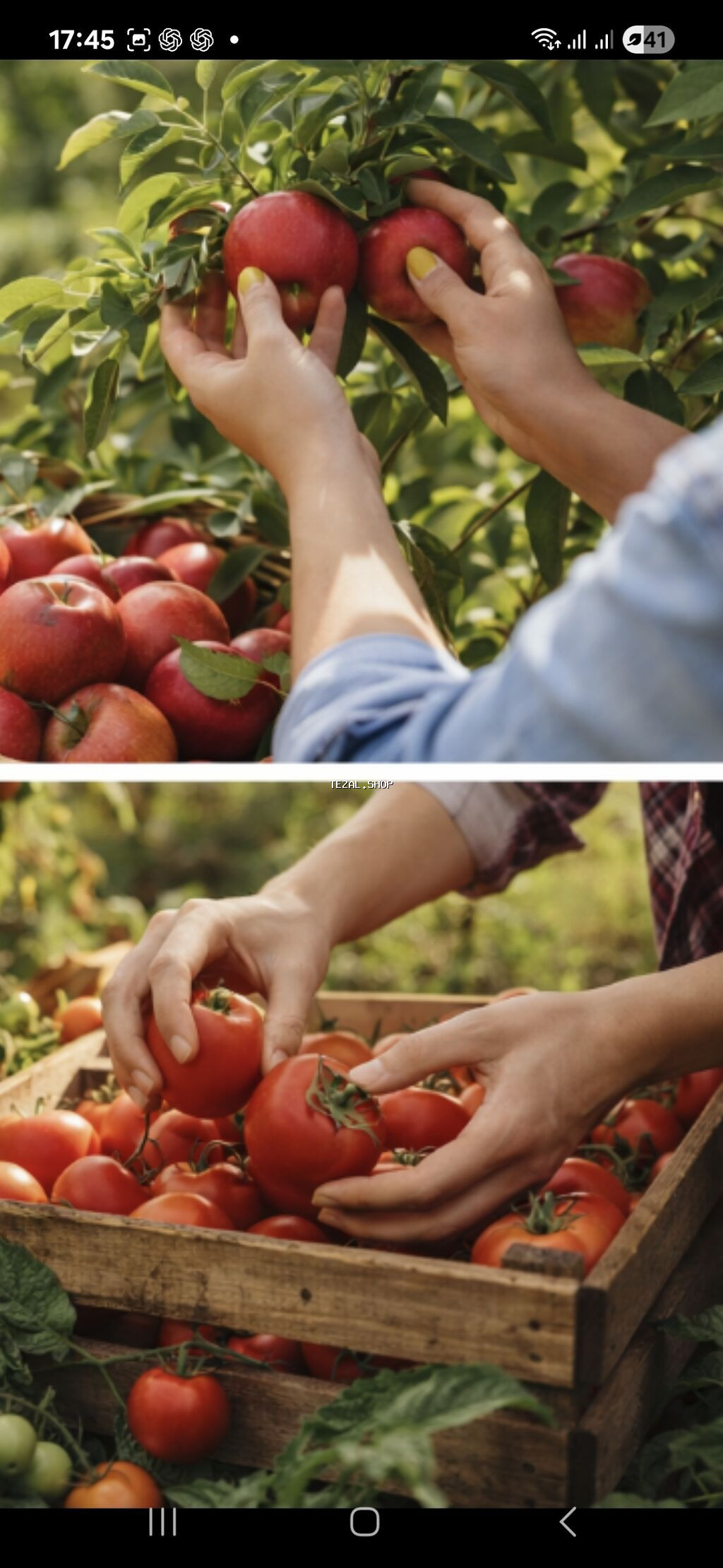 Salam aleykum. Baĝda yûngûl işler üçün qadin ve kişi i§ci teleb - şəkil 2