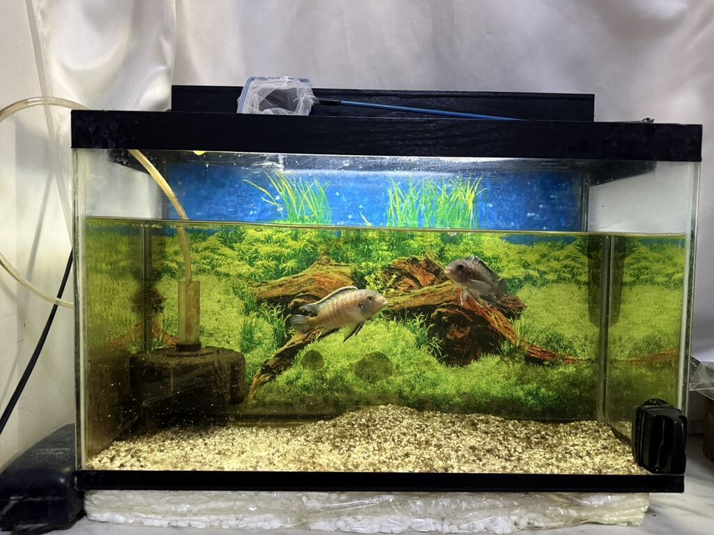 Dördbucaq akvarium, Balıqlarla birlikdə, 30 l