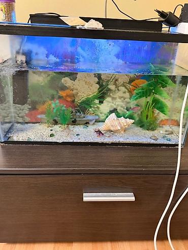 Dördbucaq akvarium, Balıqlarla birlikdə, 42 l, Ünvandan götürmə - şəkil 4