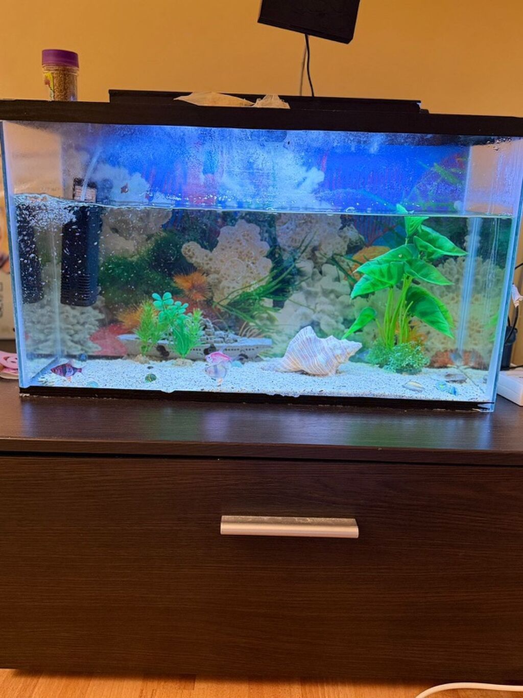 Dördbucaq akvarium, Balıqlarla birlikdə, 42 l, Ünvandan götürmə