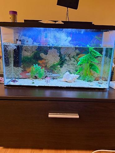 Dördbucaq akvarium, Balıqlarla birlikdə, 42 l, Ünvandan götürmə - şəkil 2