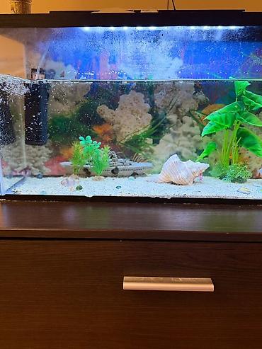 Dördbucaq akvarium, Balıqlarla birlikdə, 42 l, Ünvandan götürmə - şəkil 3