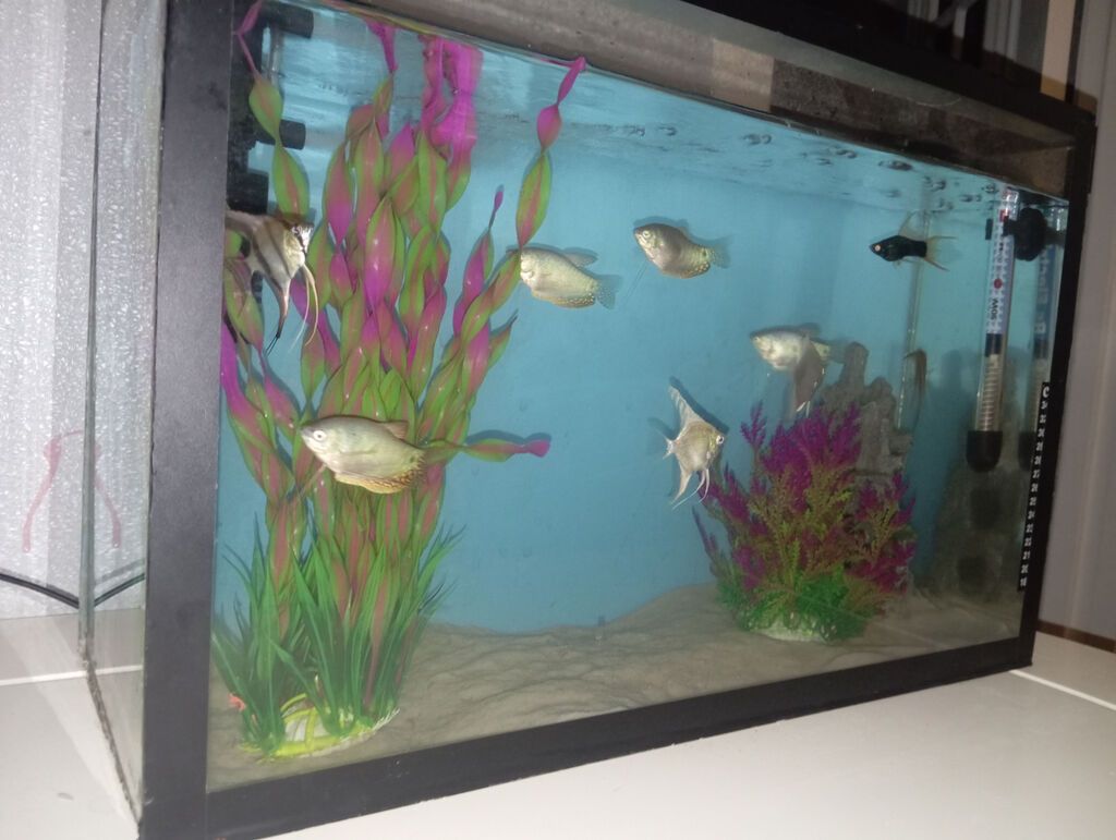 Satılır uzunluğu 52 eni 21 hündürlük 34 sm balıqları işıqı filteri