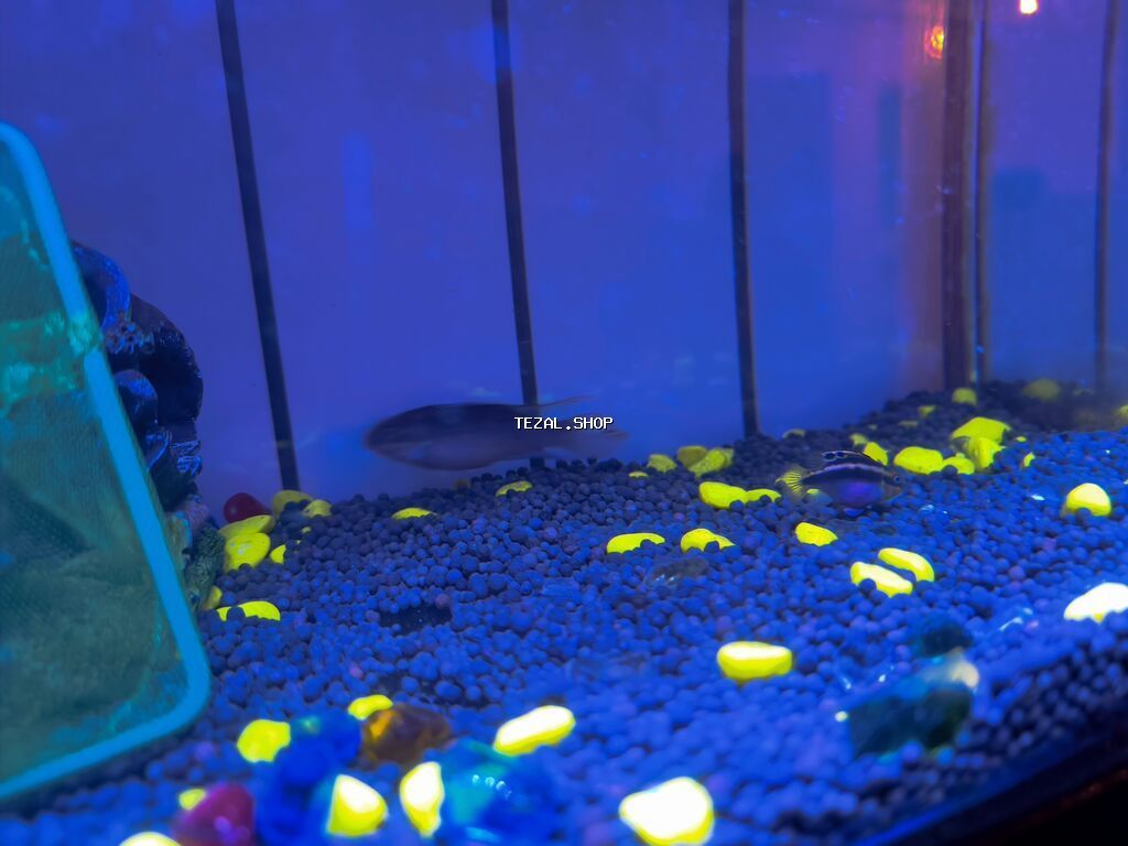 Papuqayçiq balığı bir ərkəy bir dişi barter var