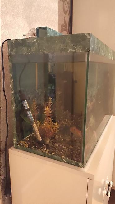 Akvarium satılır ölçüsü uzunluq 70 sm en 30 sm hündürlük 42 sm su - şəkil 3