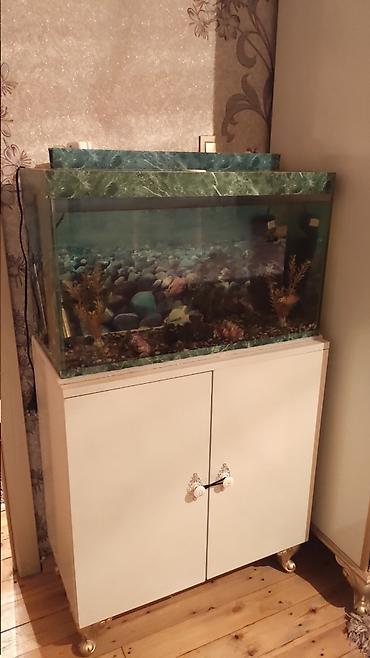 Akvarium satılır ölçüsü uzunluq 70 sm en 30 sm hündürlük 42 sm su - şəkil 2