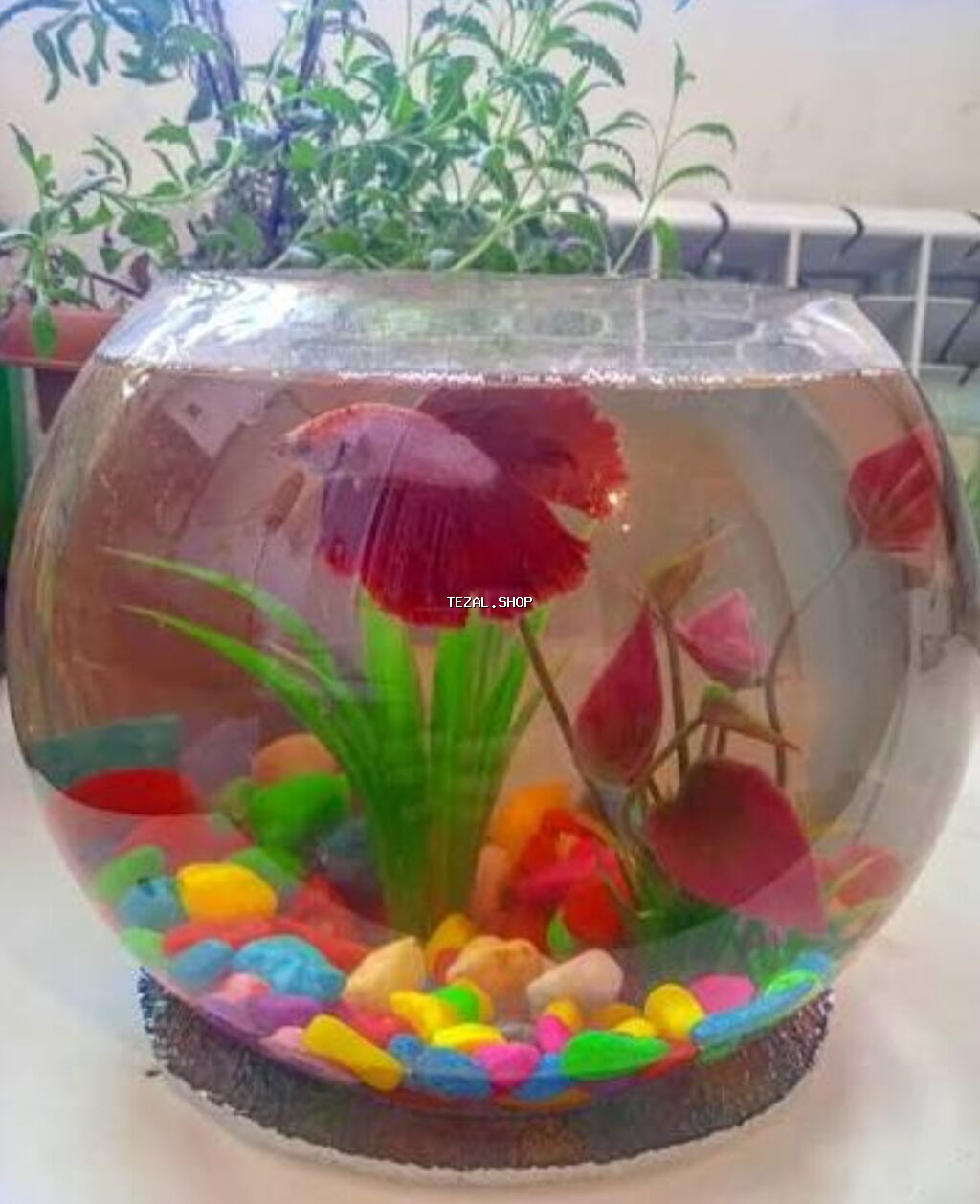 🐠 Möhtəşəm Betta Dəsti – Hazır Komplekt 🐠 Evdə sakitlik və gözəllik