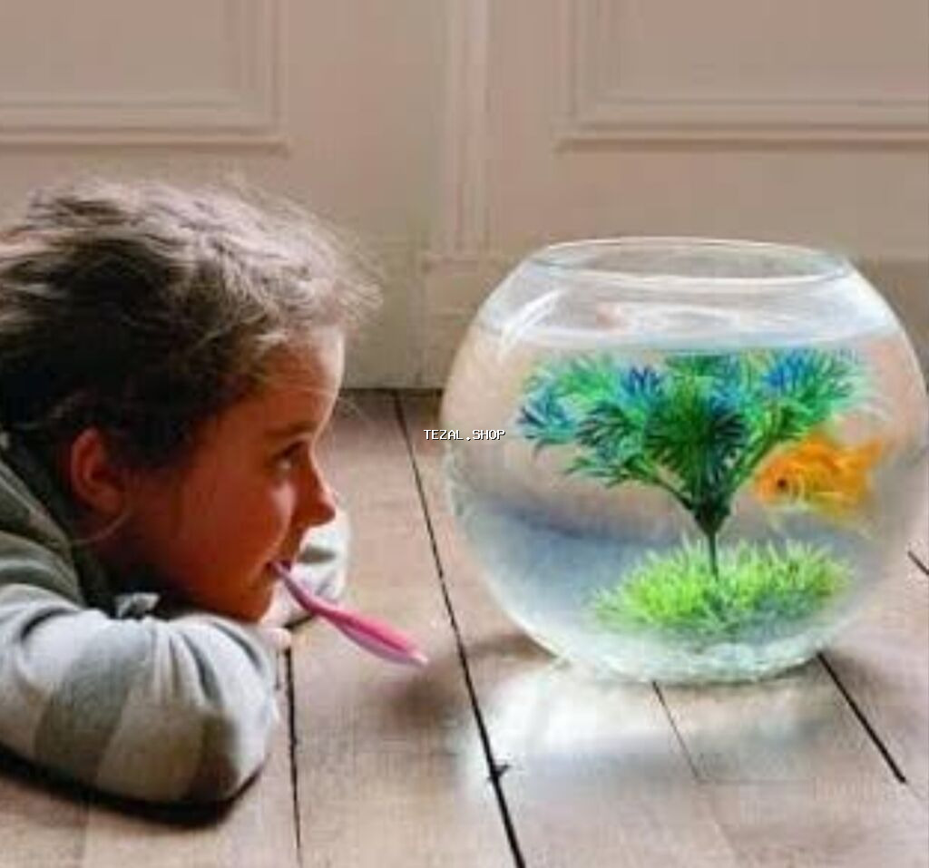 🐠 Möhtəşəm Betta Dəsti – Hazır Komplekt 🐠 Evdə sakitlik və gözəllik - şəkil 3