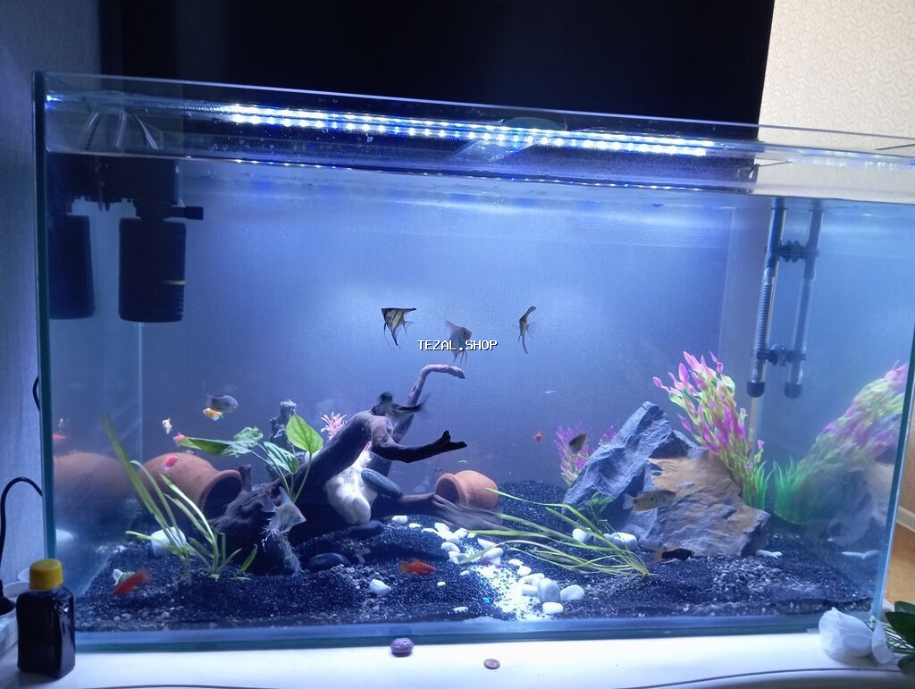 Dördbucaq akvarium, Balıqlarla birlikdə, 300 l