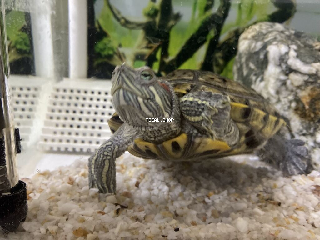 Dördbucaq akvarium, Balıqlarla birlikdə, 12 l, Ünvandan götürmə