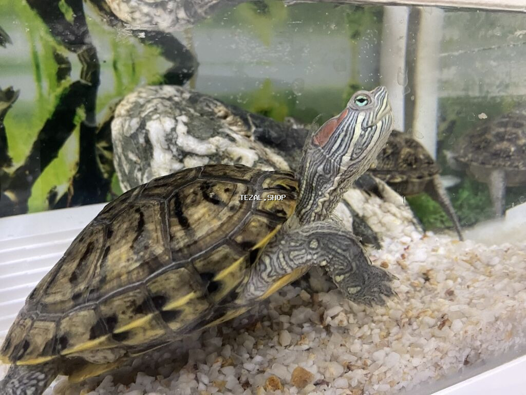 Dördbucaq akvarium, Balıqlarla birlikdə, 12 l, Ünvandan götürmə - şəkil 2