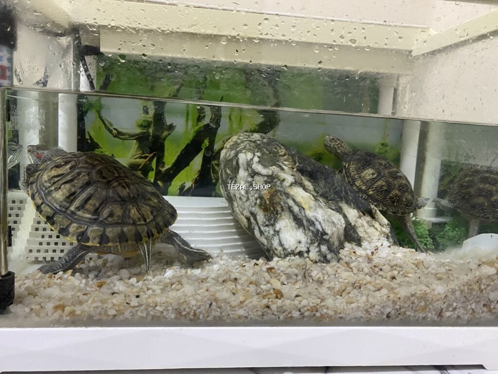 Dördbucaq akvarium, Balıqlarla birlikdə, 12 l, Ünvandan götürmə - şəkil 3