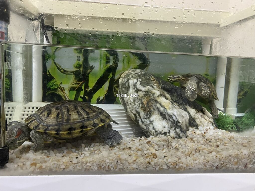 Dördbucaq akvarium, Balıqlarla birlikdə, 12 l, Ünvandan götürmə - şəkil 4