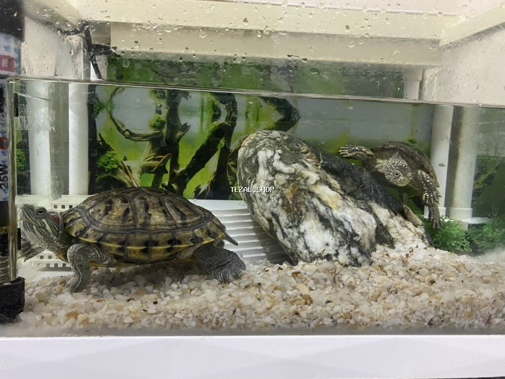 Dördbucaq akvarium, Balıqlarla birlikdə, 12 l, Ünvandan götürmə - şəkil 5