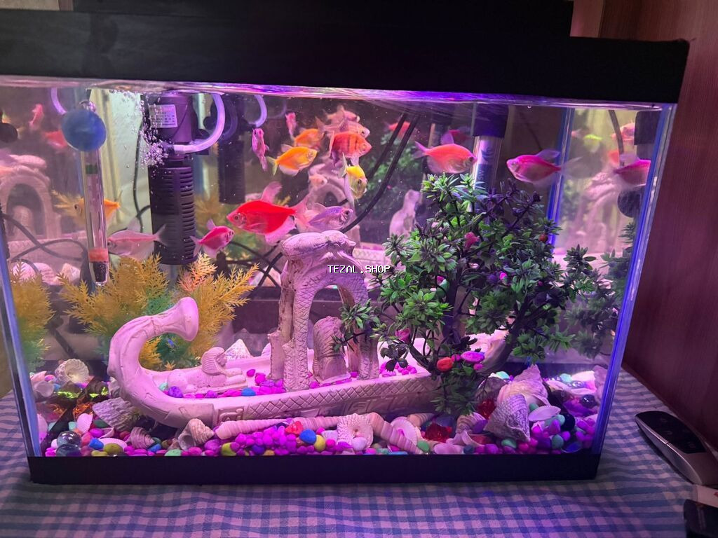 Dördbucaq akvarium, Balıqlarla birlikdə, 20 l, Ünvandan götürmə