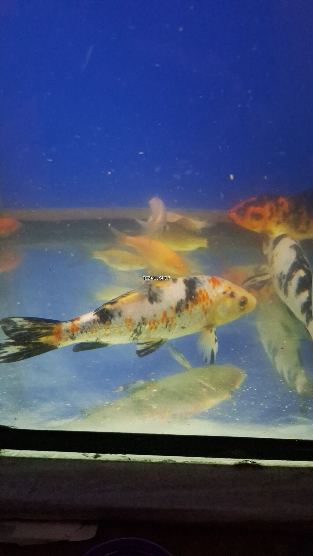 Dördbucaq akvarium, Balıqlarla birlikdə, 288 l, Ünvandan götürmə - şəkil 2