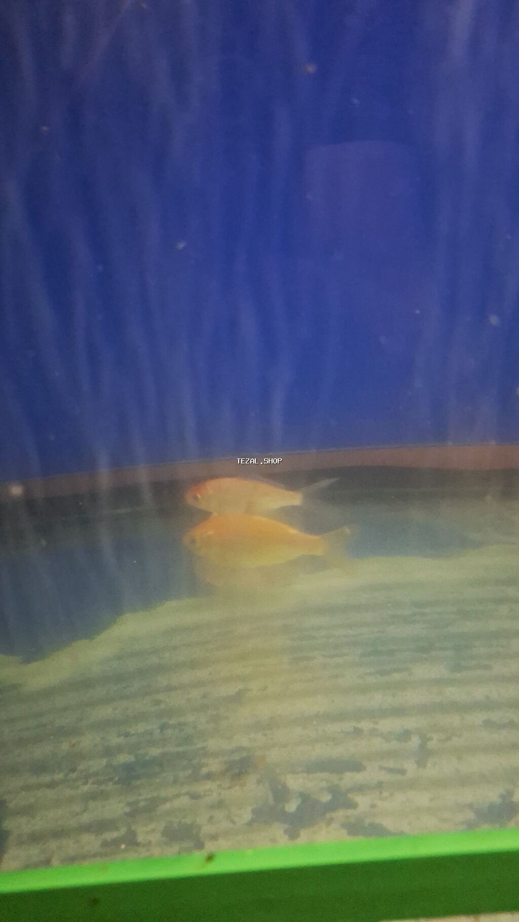 Dördbucaq akvarium, Balıqlarla birlikdə, 288 l, Ünvandan götürmə - şəkil 3