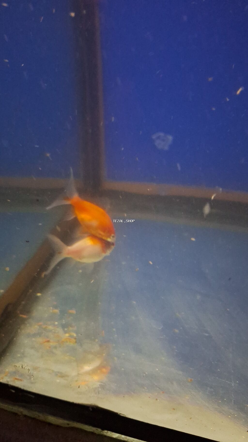 Dördbucaq akvarium, Balıqlarla birlikdə, 288 l, Ünvandan götürmə - şəkil 4