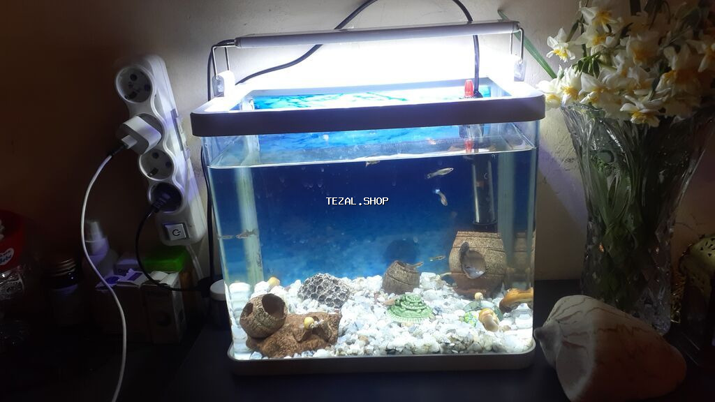 17 e yaxin baliqdir. akvariumla bir yerde. unvan nermanov - şəkil 2