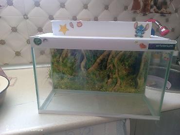 Şüşə akvarium Mənzərəli fonu var qiymət sondur - Şəffaf şüşədən - şəkil 2