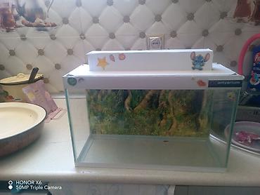 Şüşə akvarium Mənzərəli fonu var qiymət sondur - Şəffaf şüşədən - şəkil 5